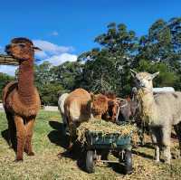 ไปเล่นกับอัลปาก้า Alpaca กัน