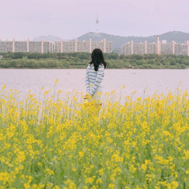 서울 유채꽃 명소 한강 서래섬 