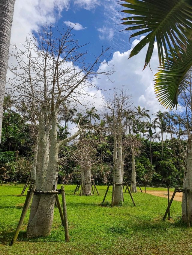 【沖縄】美らヤシパークオキナワ・東南植物楽園