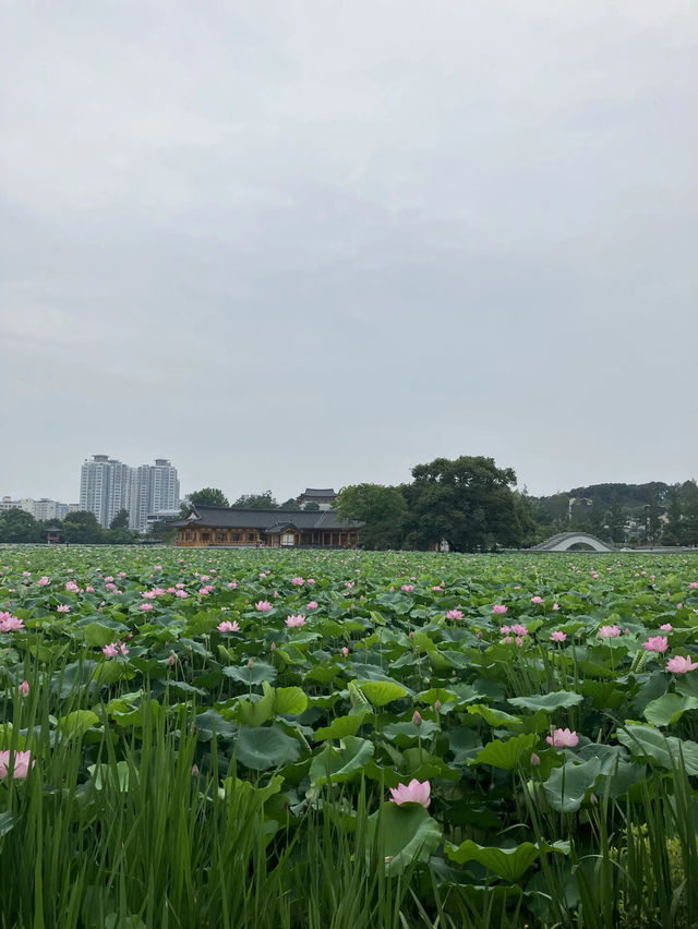연꽃으로 가득한 전주 덕진공원