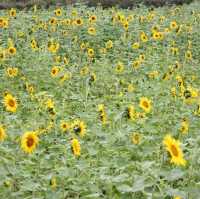 Sea of Flowers in Xinshe