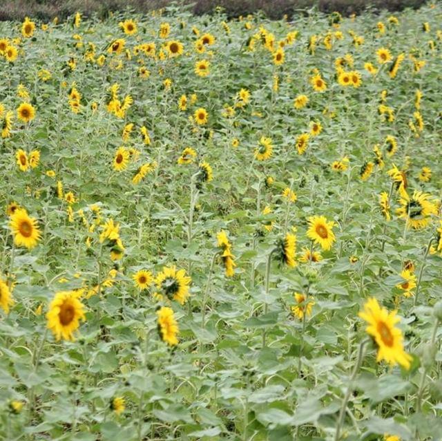 Sea of Flowers in Xinshe