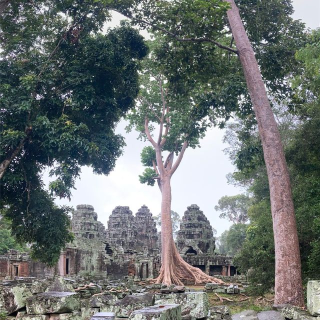 캄보디아 앙코르와트 유적지 :-) 