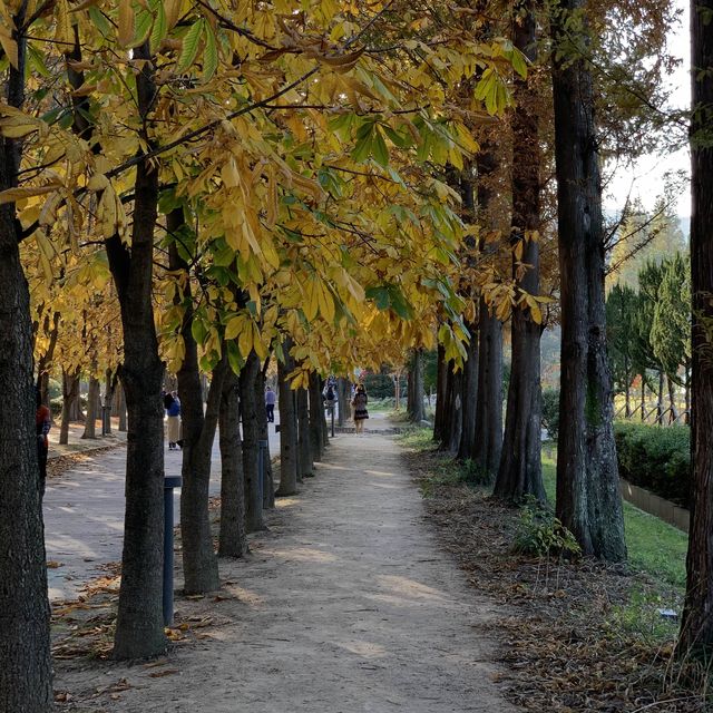 가을이 오면 가장 먼저 생각나는 경주 여행지🍁
