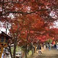 新晉網紅景點「新倉山淺間公園」