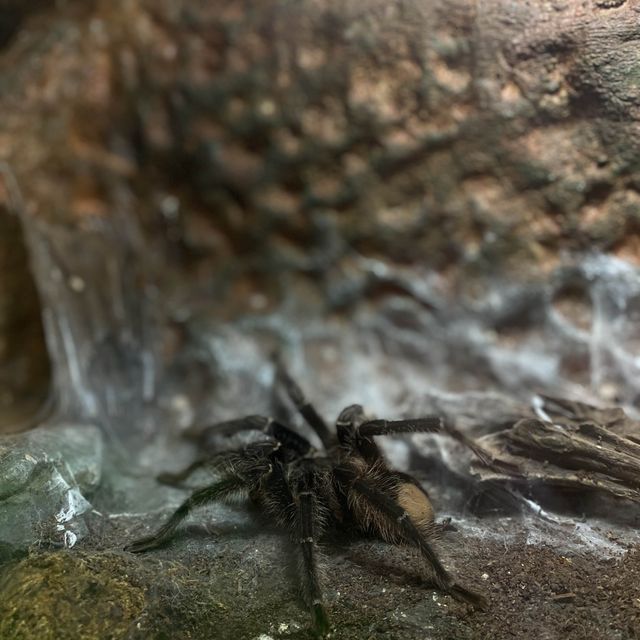 Aquaria KLCC