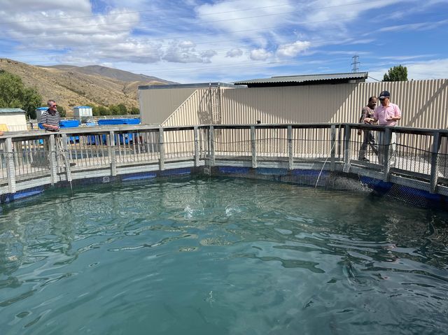 紐西蘭景點，高山鮭魚農場Twizel High Country Salmon，想吃新鮮鮭魚來這裡就對了