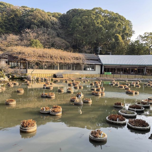 🇯🇵福岡太宰府天滿宮 初詣參拜遊博物館🌅