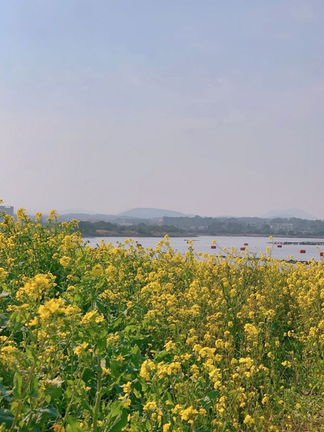 성산일출봉이 한 눈에 보이는 유채꽃 명소