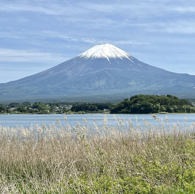 Oishi Park— A must-see scenic location