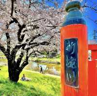 新境川　桜並木