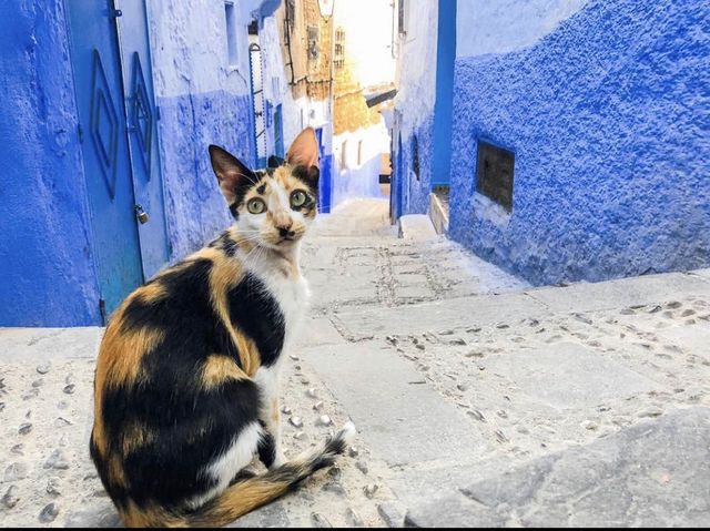 摩洛哥🇲🇦最美麗的藍城 - Chefchaouen 