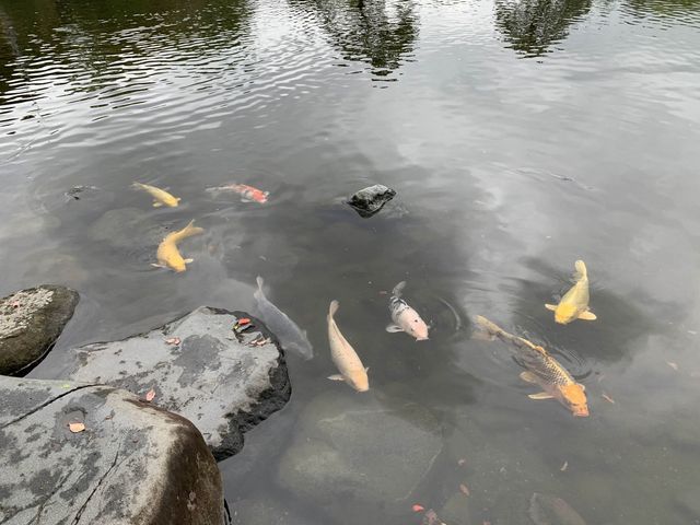 熊本　熊本観光　熊本の癒しスポット水前寺成趣園に行ってきた！