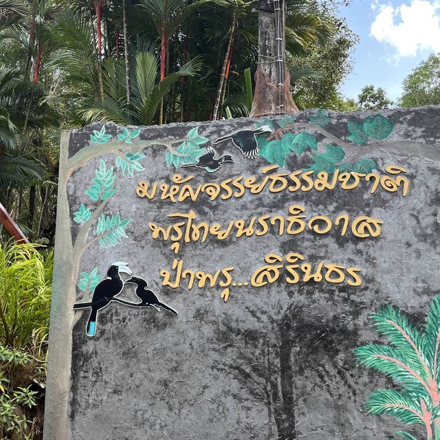 ป่าพรุผืนสุดท้าย.. ป่าพรุโต๊ะแดง​ นราธิวาส​