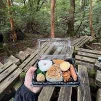 【鹿児島・屋久島】世界遺産の縄文杉に✨