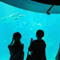 【ぜひ遊びに行って欲しい！】大阪最大の水族館