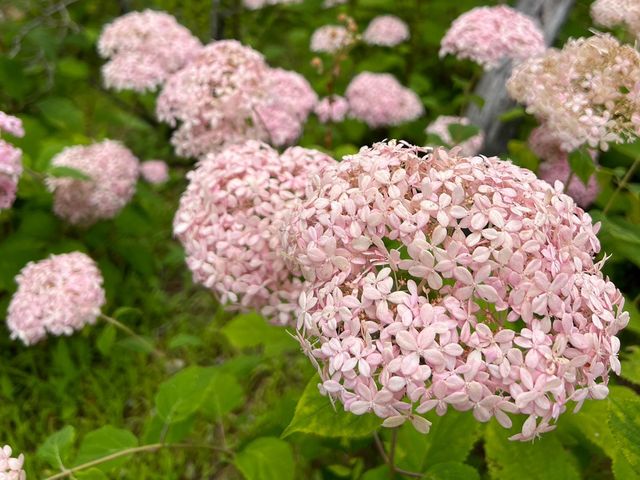 四季景色皆優美 @ 山中湖花之都公園