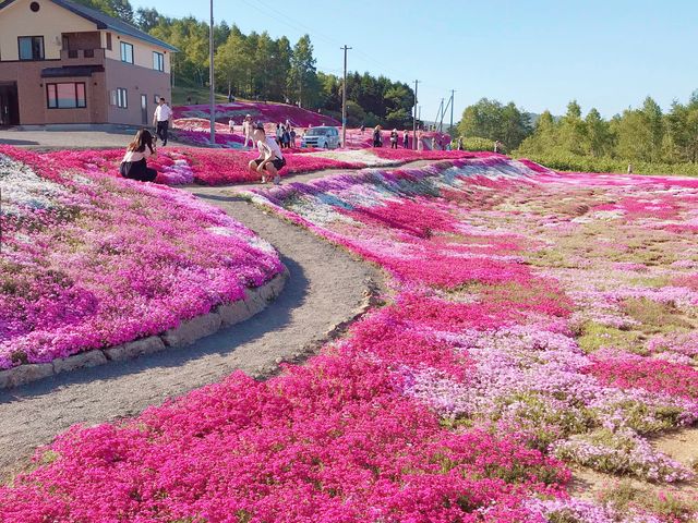 🌸少女心爆發的芝櫻之旅🌸