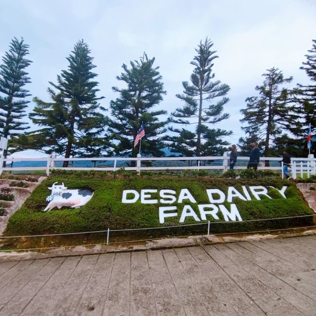 Scenic Desa Cattle Dairy Farm