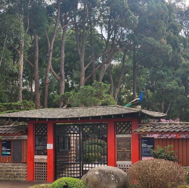 Sakura festival in Sydney