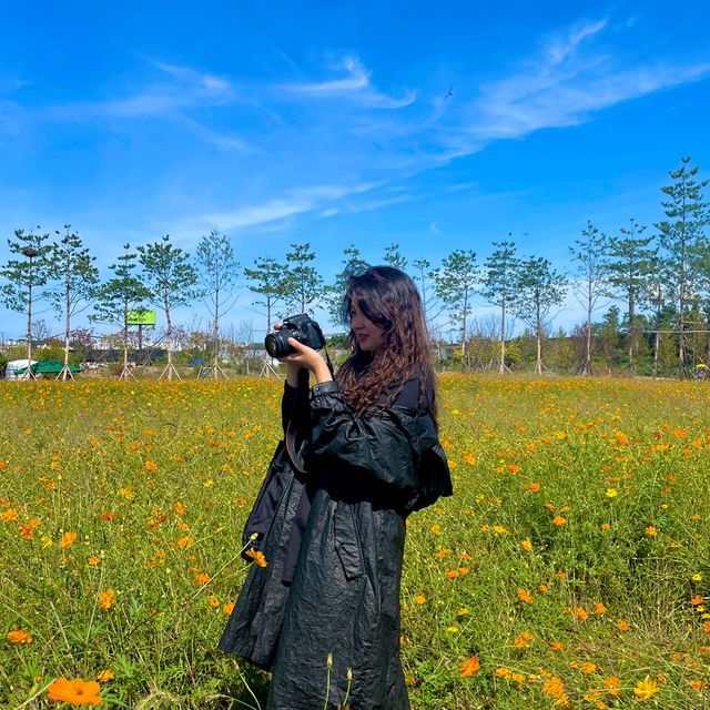 인천 가을 꽃구경 어떠세요?