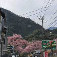 Amazing 7 waterfalls Izu Island 