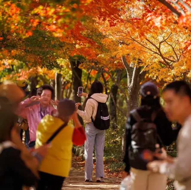 Beautiful Autumn View Of Naejangsan Park