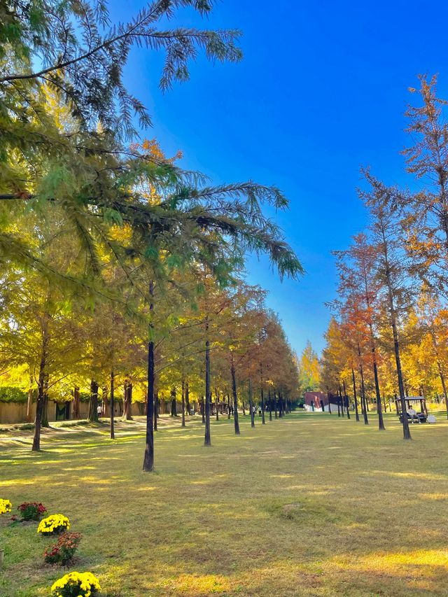 가을 여행지로 추천하는 인생샷 명소, 담양 메타세쿼이아 가로수길🌳