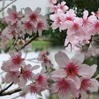 繁花季節~絢麗多姿~七彩繡球~賞心悅目