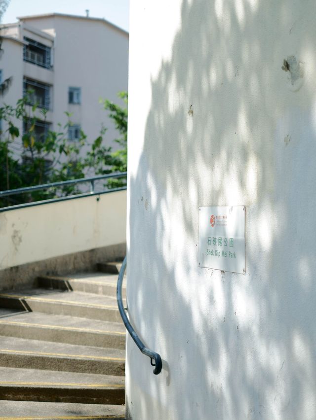 香港 | 春日裡的三角梅 尋找街邊春色