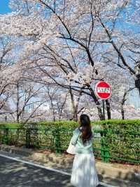 대구의 너무 이쁜 벚꽃 명소:: 이월드🌸