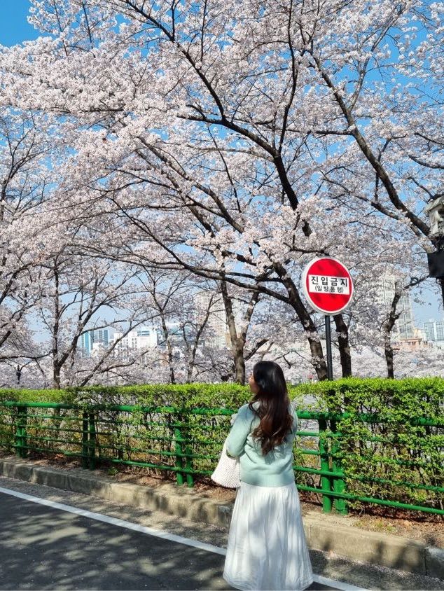 대구의 너무 이쁜 벚꽃 명소:: 이월드🌸
