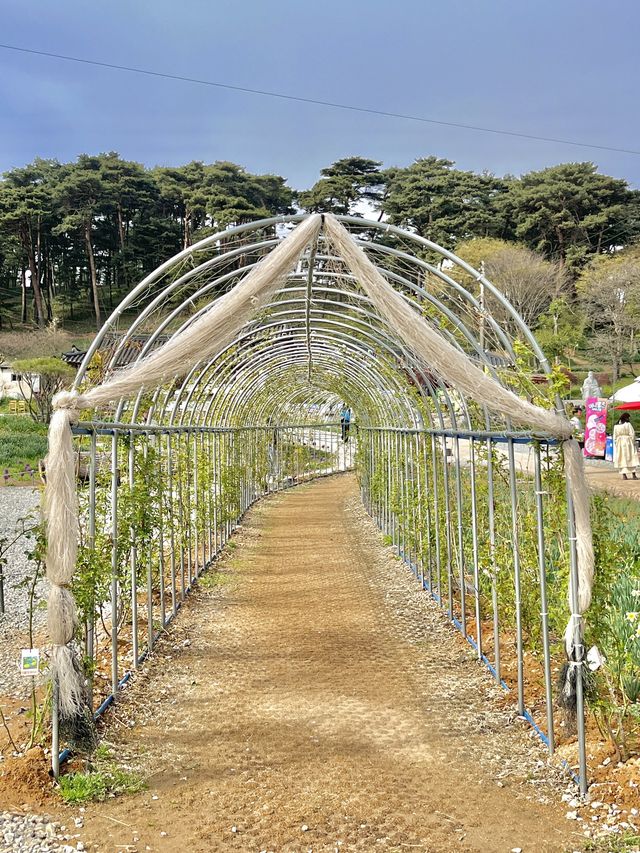 💛서산 유기방가옥 수선화축제💛