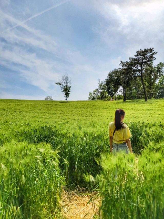청보리밭이 힐링인 5월에 꼭 가야할 당진 카페피어라🌿