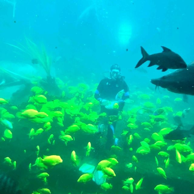 珠海長隆海洋王國之海洋動物