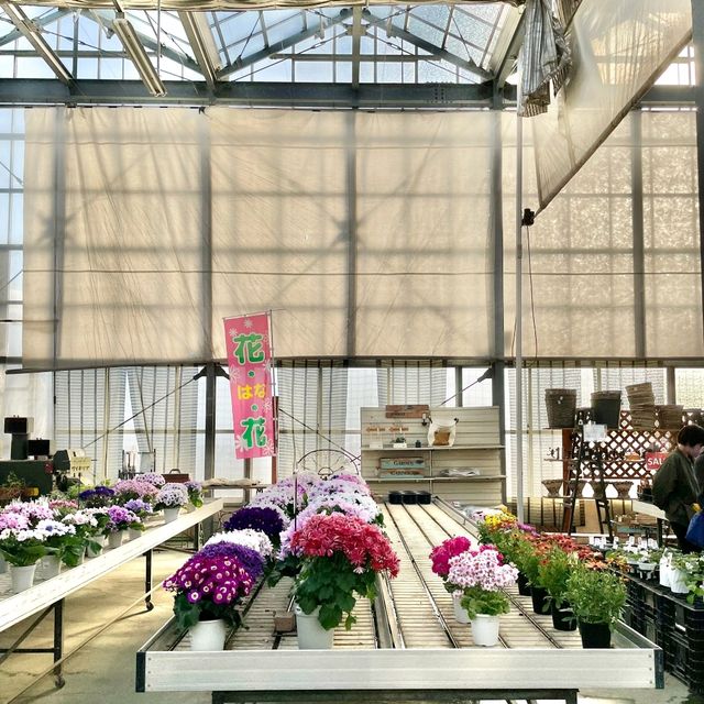 パンジーハウス🌼ひな祭り限定展示