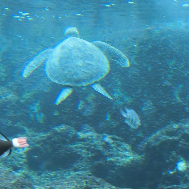 魚好きにはたまらない！美ら海水族館！