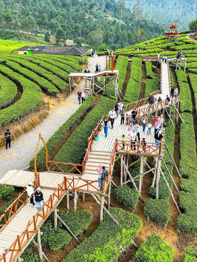 The Beautiful Tea Plantations in Bandung🎋