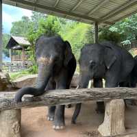 與大象親密接觸 🐘
