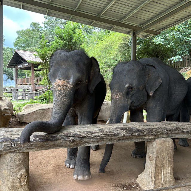 與大象親密接觸 🐘