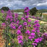 Lavender Dalat