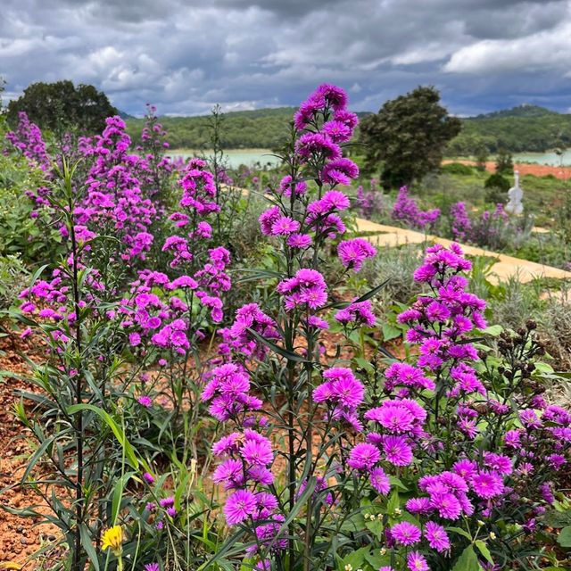 Lavender Dalat