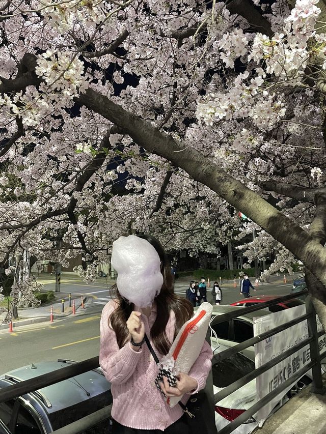 벚꽃맛집 안양 •충훈부 벚꽃축제•🌸