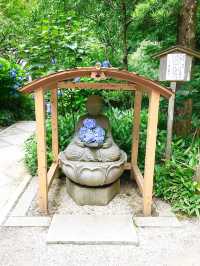 【神奈川県/明月院】美しい紫陽花