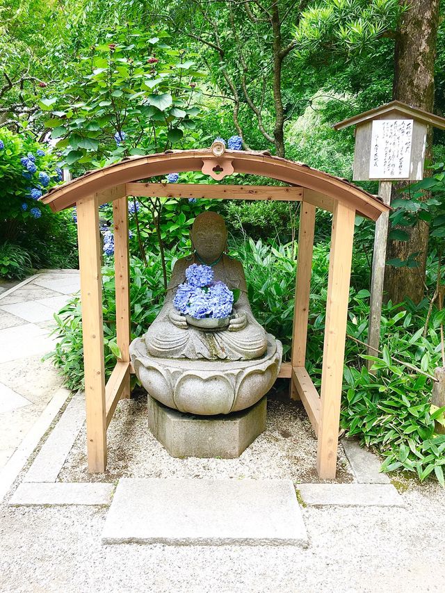 【神奈川県/明月院】美しい紫陽花