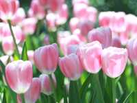 Miracle of Natural สวนดอกไม้เมืองหนาว 🌸🌹🌻💐