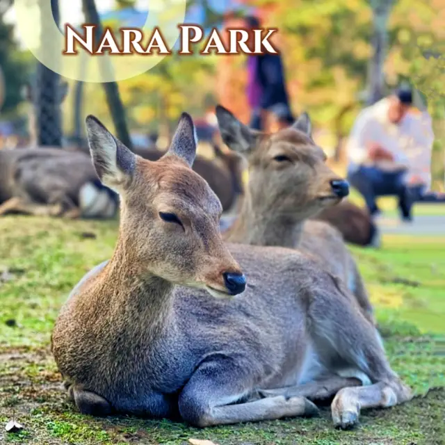 🍂🍁 Fall in Nara Park, Japan