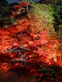 【これが無料で見れる！？🍁】八芳園で開催中の紅葉ライトアップが美しすぎる！✨
