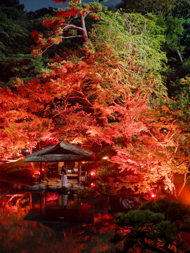 【これが無料で見れる！？🍁】八芳園で開催中の紅葉ライトアップが美しすぎる！✨