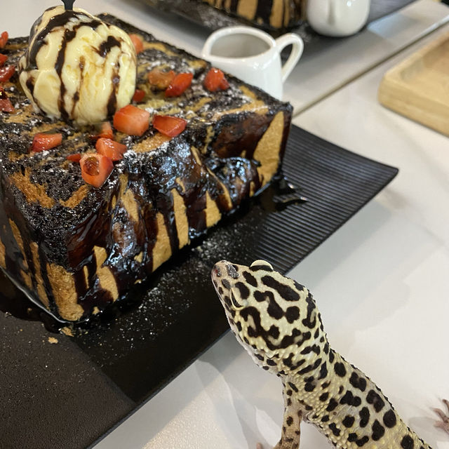マレーシア🇲🇾爬虫類カフェ Fangs by Dekõri